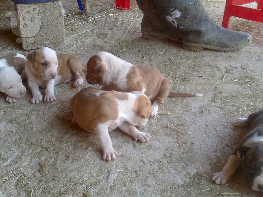 ΠΩΛΟΥΝΤΑΙ PIT BULL ΕΚΛΕΚΤΗΣ ΕΚΤΡΟΦΗΣ