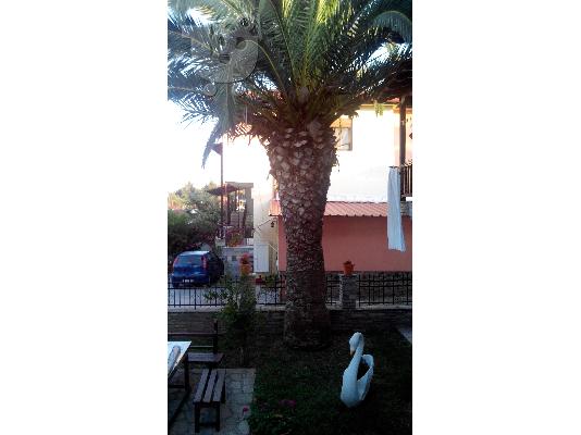 PoulaTo: Πωλείται φοίνικας 7- 8 μέτρα.