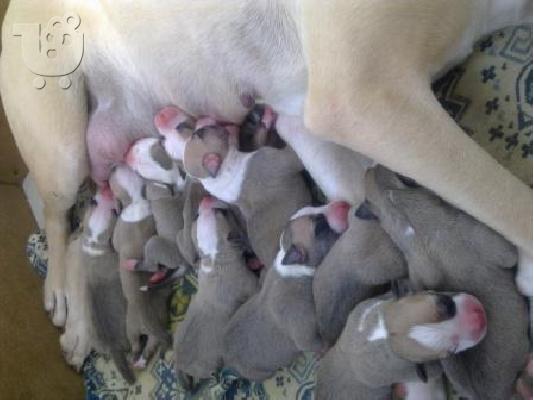 Pitt bull  καθαροαιμα