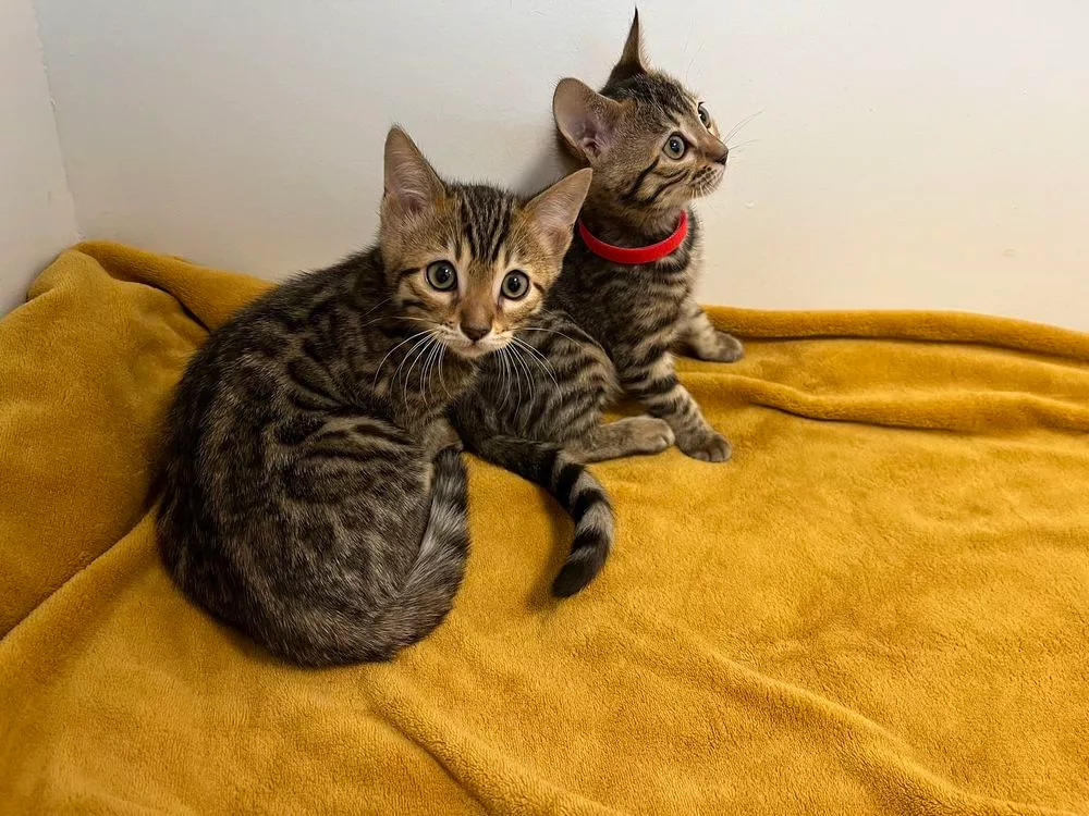 PoulaTo: Little Tigers Kittens