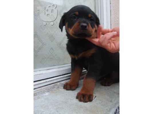 Πωλουνται ROTTWEILER Ροτβάιλερ Ροτβάιλερ