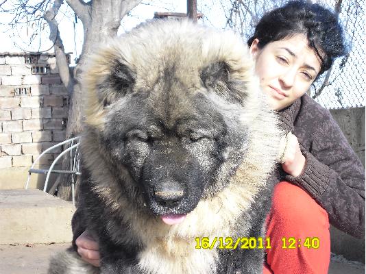 Kennel "Dushman" sale male Caucasian Shepherd