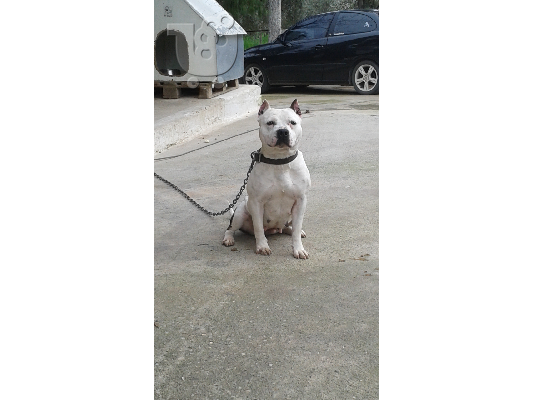 American pitbull