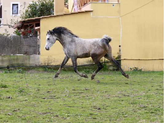 PoulaTo: Καθαρόαιμος αραβικός επιβήτωρας