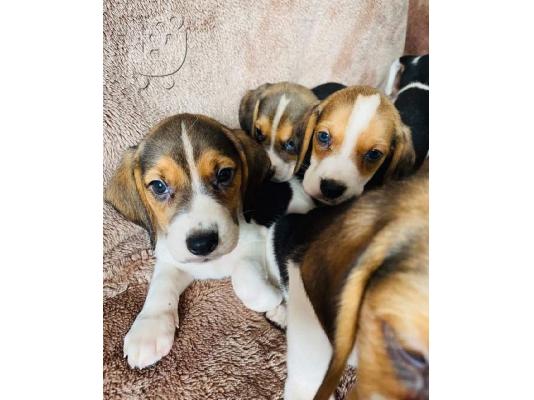 Εδώ παρουσιάζουμε τα υπέροχα κουτάβια Beagle που είναι...