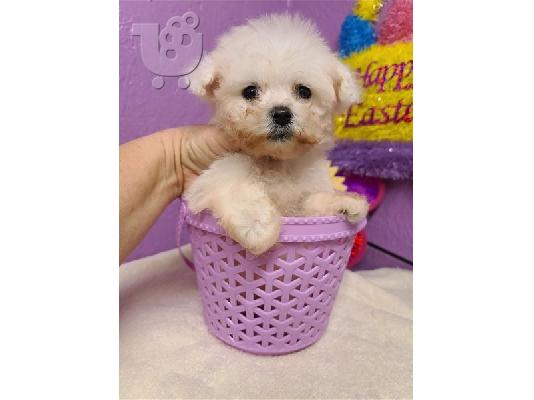 Bichon Frise