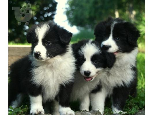 PoulaTo: BORDER COLLIE