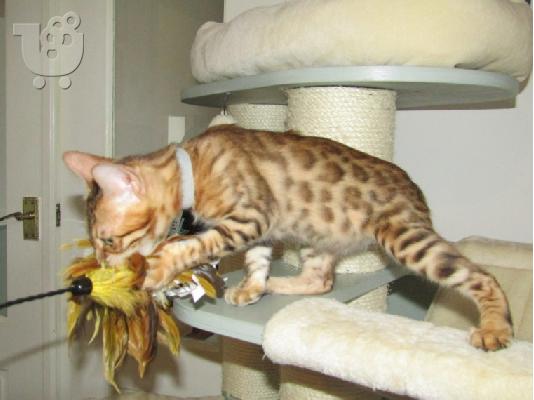 PoulaTo: Γατάκι Savana Bengal