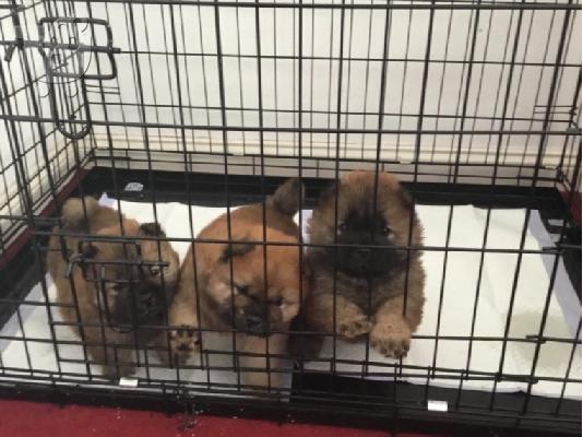 PoulaTo: Αξιολάτρευτο αρσενικό και θηλυκό chow chow Chow Puppies για υιοθεσία