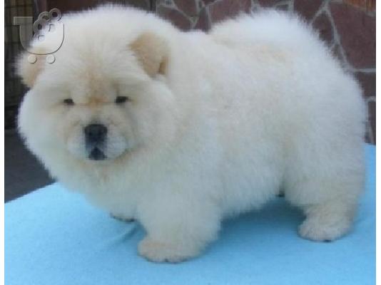 chow chow