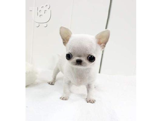 Lovely Chihuahua koutávia (arseniká kai thilyká)