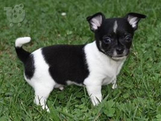 κουτάβια chihuahua