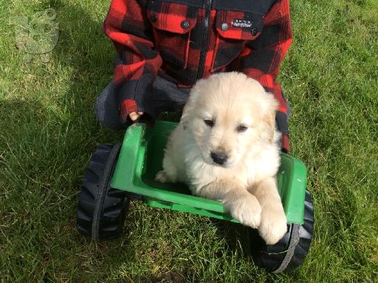 PoulaTo: Όμορφα Golden Retriever κουτάβια