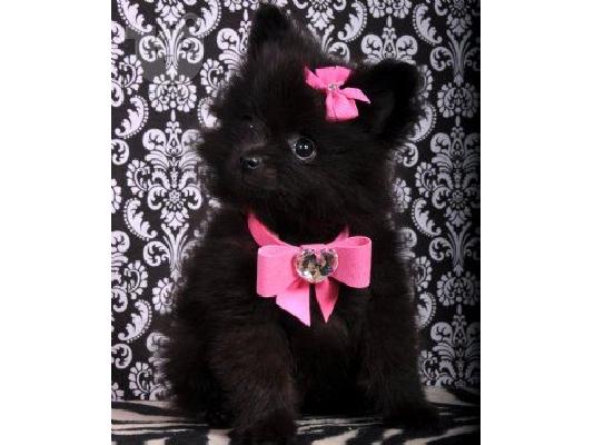 Πανέμορφα κουτάβια τσαγιού Pomeranian προς πώληση ή υιοθεσία....