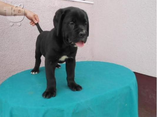 PoulaTo: CANE CORSO
