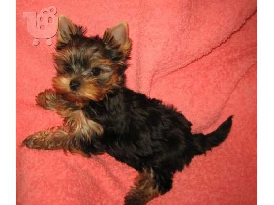 YORKSHIRE TERRIER