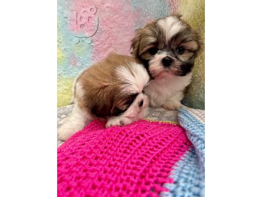 PoulaTo: ΛΑΤΡΕΥΤΑ KC SHIH TZU κουτάβια