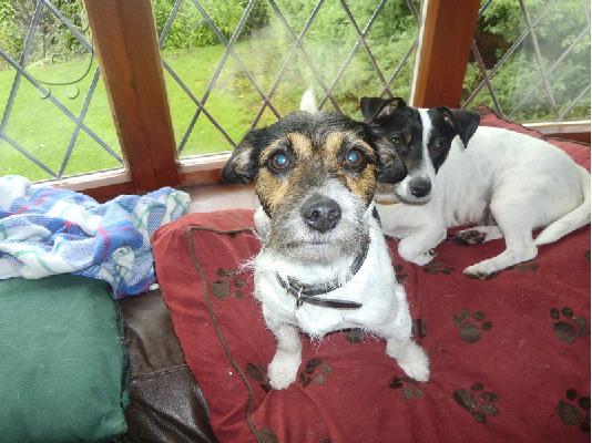 PoulaTo: Jack russel