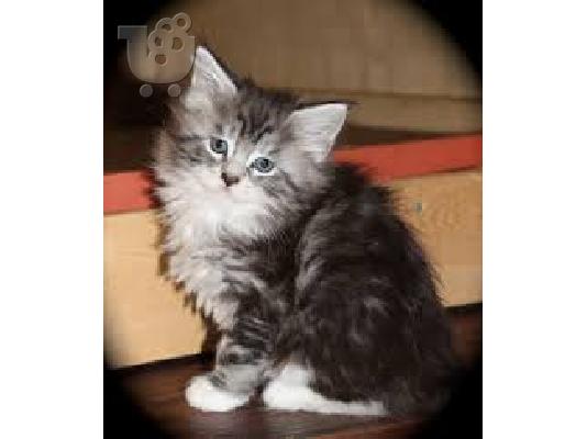 Όμορφη γαϊδουράγκαθο Maine Coon