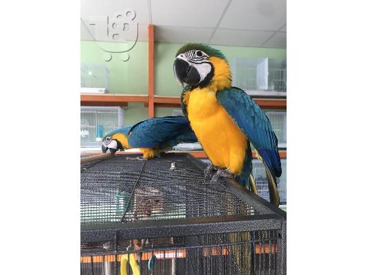 PoulaTo: Πωλείται παπαγάλος Machow