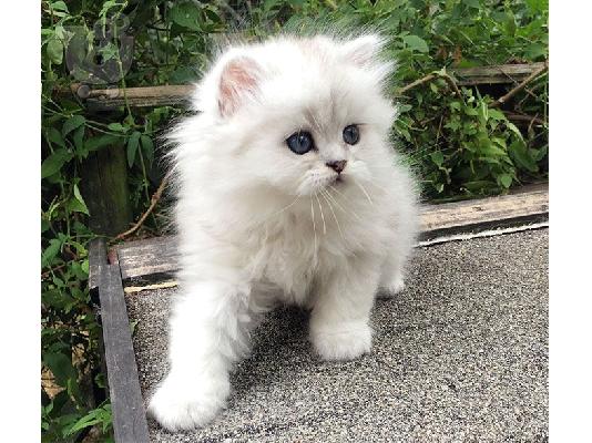 PoulaTo: Chinchilla Persian