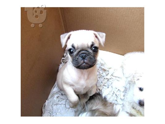 PoulaTo: CUTE Pug κουτάβι για υιοθεσία