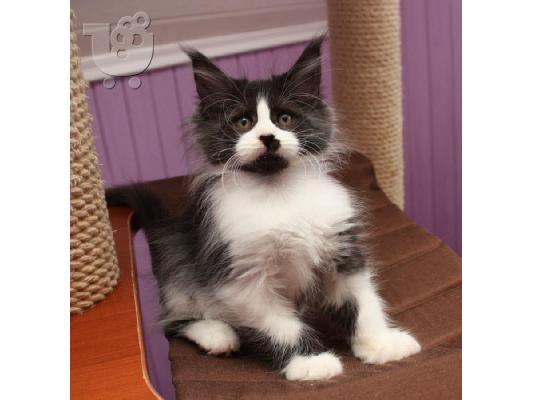 PoulaTo: Διατίθενται γατάκια Maine Coon.