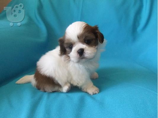 PoulaTo: Σιχ τσου - Shih Tzu