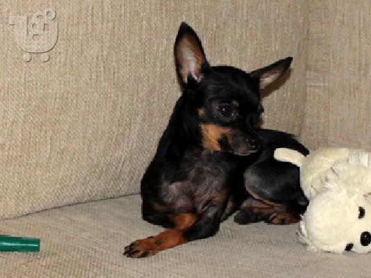 Russian Toy Terrier  (Super mini)