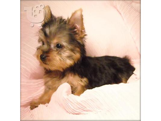 PoulaTo: θηλυκό σκυλάκι Yorkie Terrier (12 εβδομάδων) Aσπρος Τεριέ των Δ. Χάιλαντς