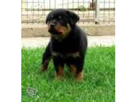 PoulaTo: (ROTTWAILER ( ΡΟΤΒΑΙΛΕΡ)) Ροτβάιλερ