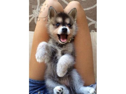PoulaTo: Κουτάβια Siberian Husky για δωρεάν υιοθεσία Δωρεάν