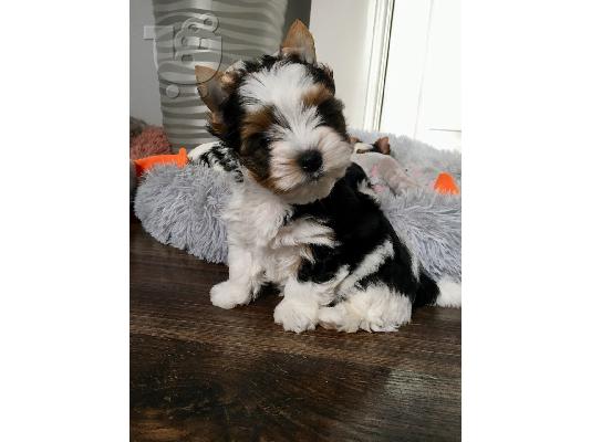 PoulaTo: Yorkshire Terrier Έτοιμο προς πώληση τώρα
