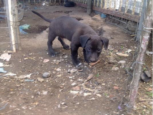 PoulaTo: AMERICAN PITBULL TERRIER