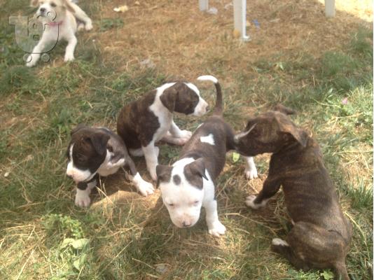 pit bull