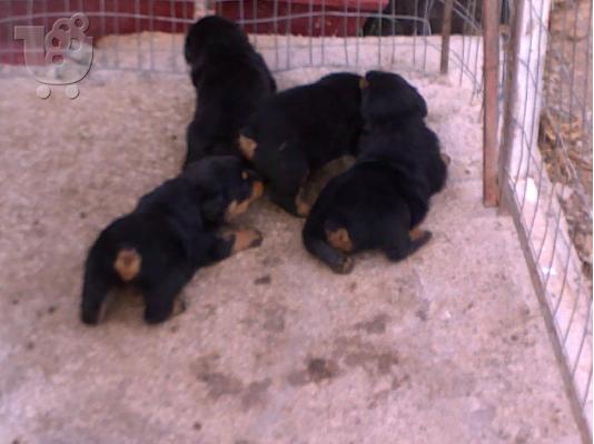 ROTWEILER KOYTABIA KAΘΑΡΟΑΙΜΑ ΠΩΛΟΥΝΤΕ τηλ 2296043788