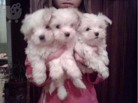 Maltese mini / Μαλτεζ μινι ΚΡΗΤΗ εκθεσιακους γονεις 6979314054...