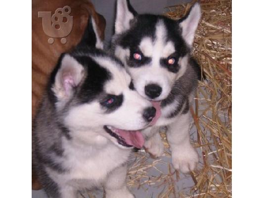 PoulaTo: ΠΩΛΟΥΝΤΑΙ HUSKY-ΚΑΘΑΡΟΑΙΜΑ ΚΟΥΤΑΒΙΑ