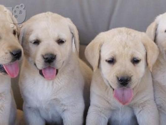 PoulaTo: labrador