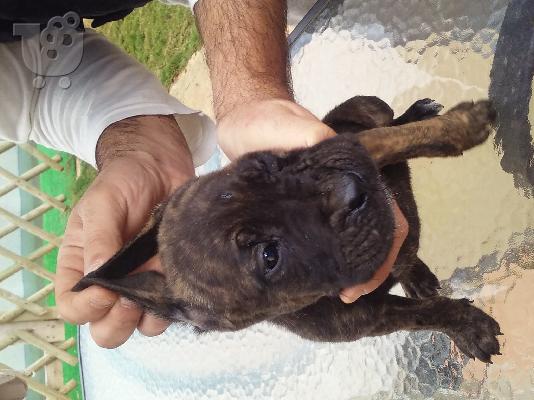 PoulaTo: cane corso 2 μηνων