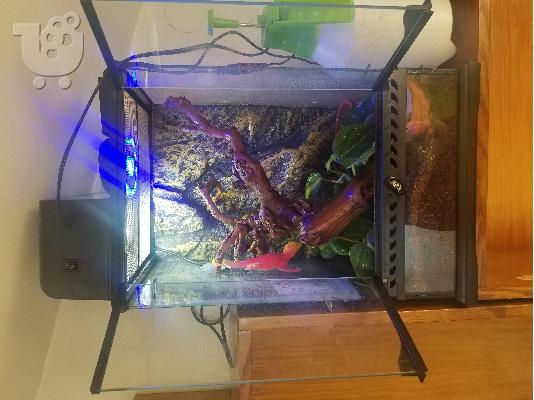 Crested Gecko - terrarium