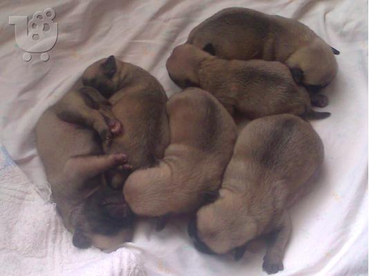 pug koutabia καθαροαιμα