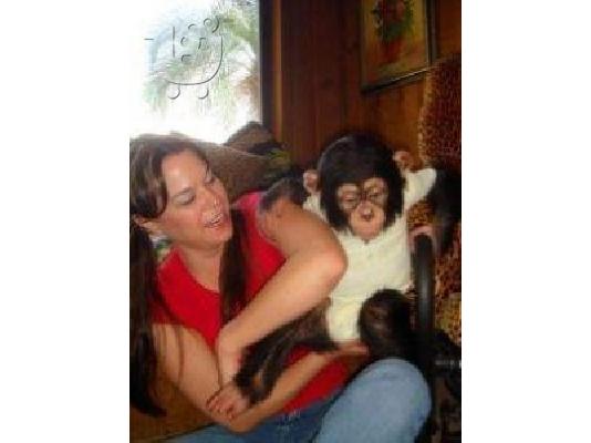 PoulaTo: Υγιεινό μωρό Chimpanzee.