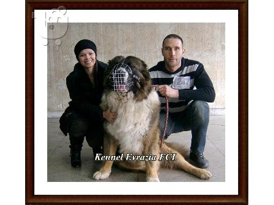 PoulaTo: Caucasian Shepherd dogs