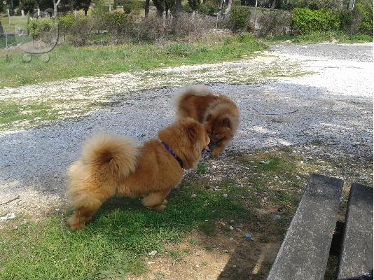 PoulaTo: Πωλούνται καθαρόαιμα κουτάβια Chow Chow