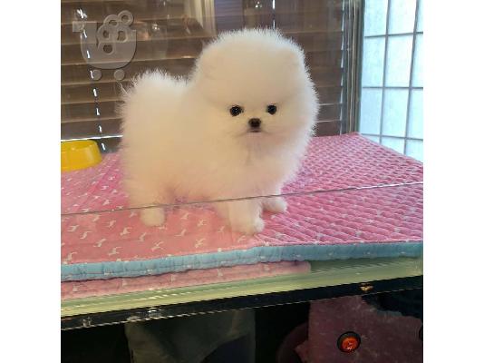 Όμορφα κουτάβια Pomeranian