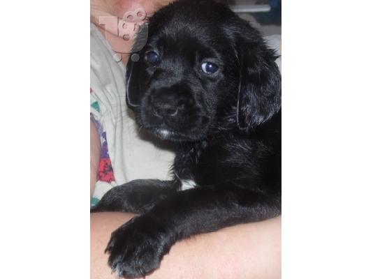 Μαύρο retriever του Λαμπραντόρ κουτάβι διαθέσιμο τώρα .....