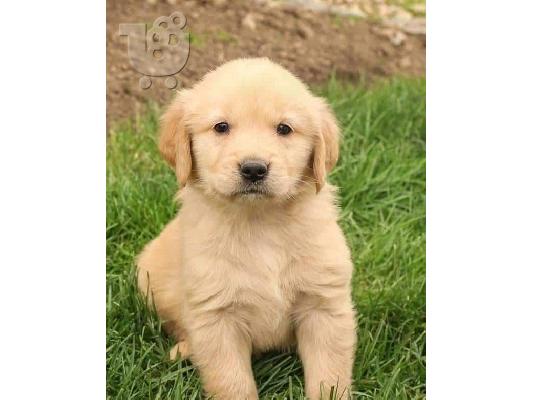 Εξαιρετικά κουτάβια Golden Retriever