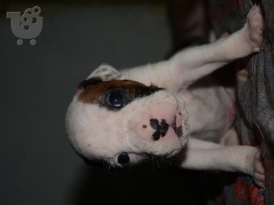 boxer