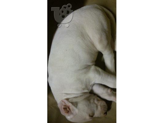 Dogo argentino